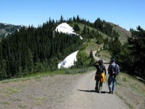 hurricane ridge trail