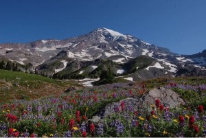 Mt. Rainier wildflowers at Upper Van Trump Park. NPS photo by Sarah Pigeon. 