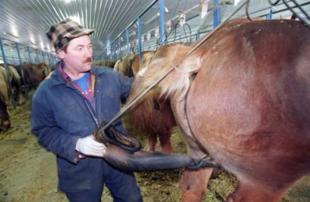 Urine collection from a PMU mare